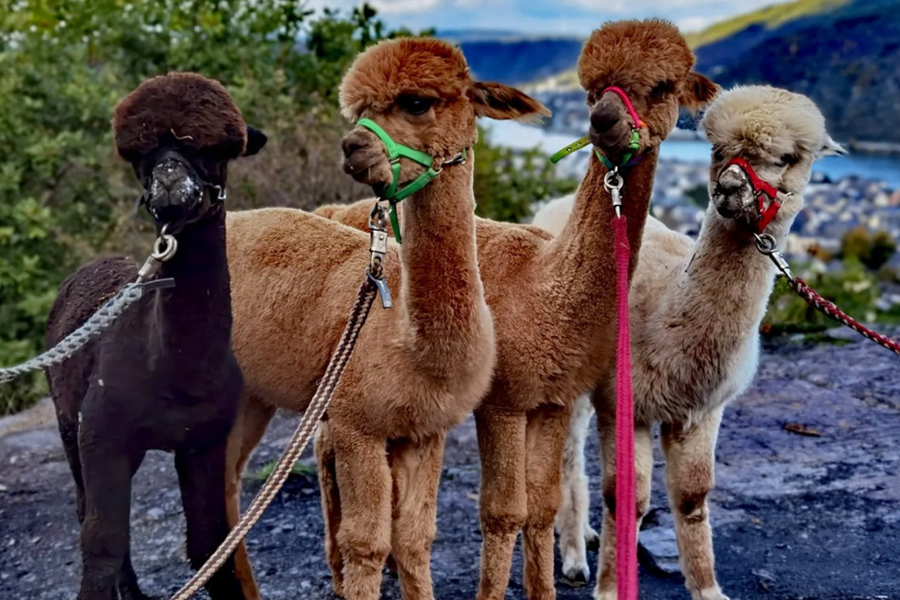vier Alpakas im Mittelrhein-Tal vier Alpakas im Mittelrhein-Tal
